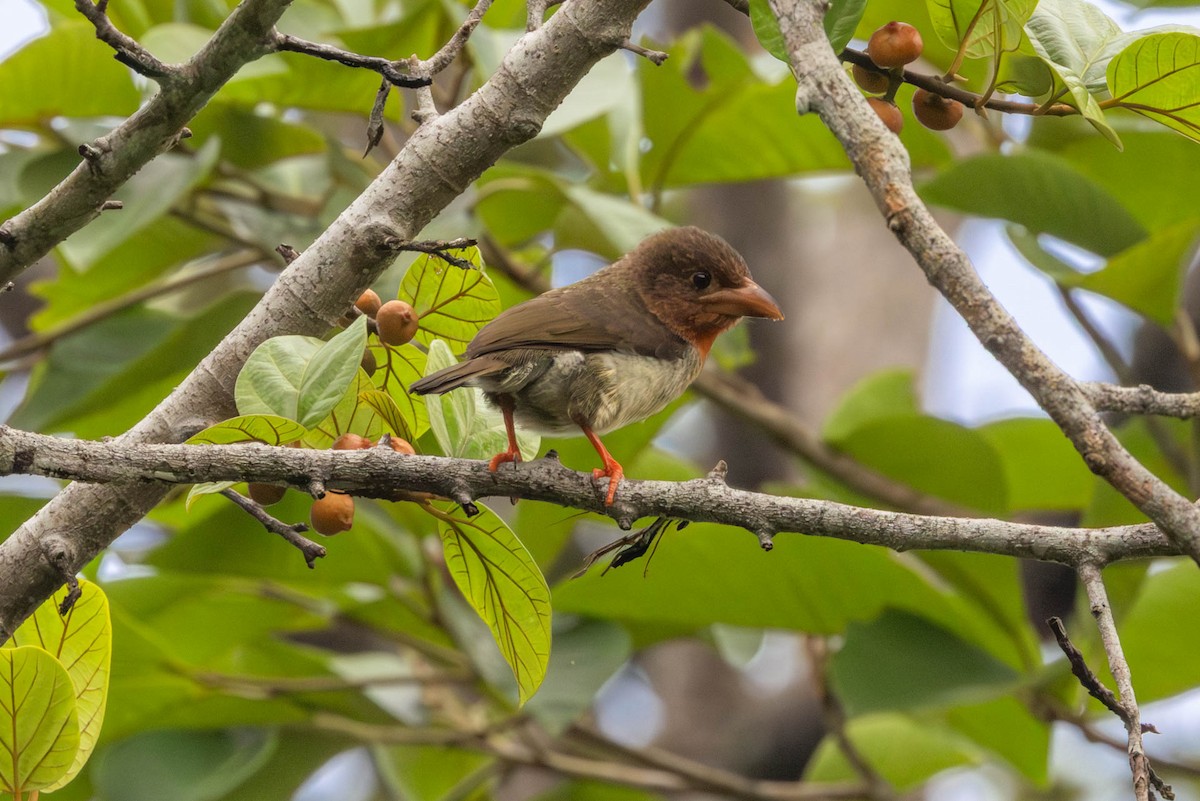 Brown Barbet - ML643306271