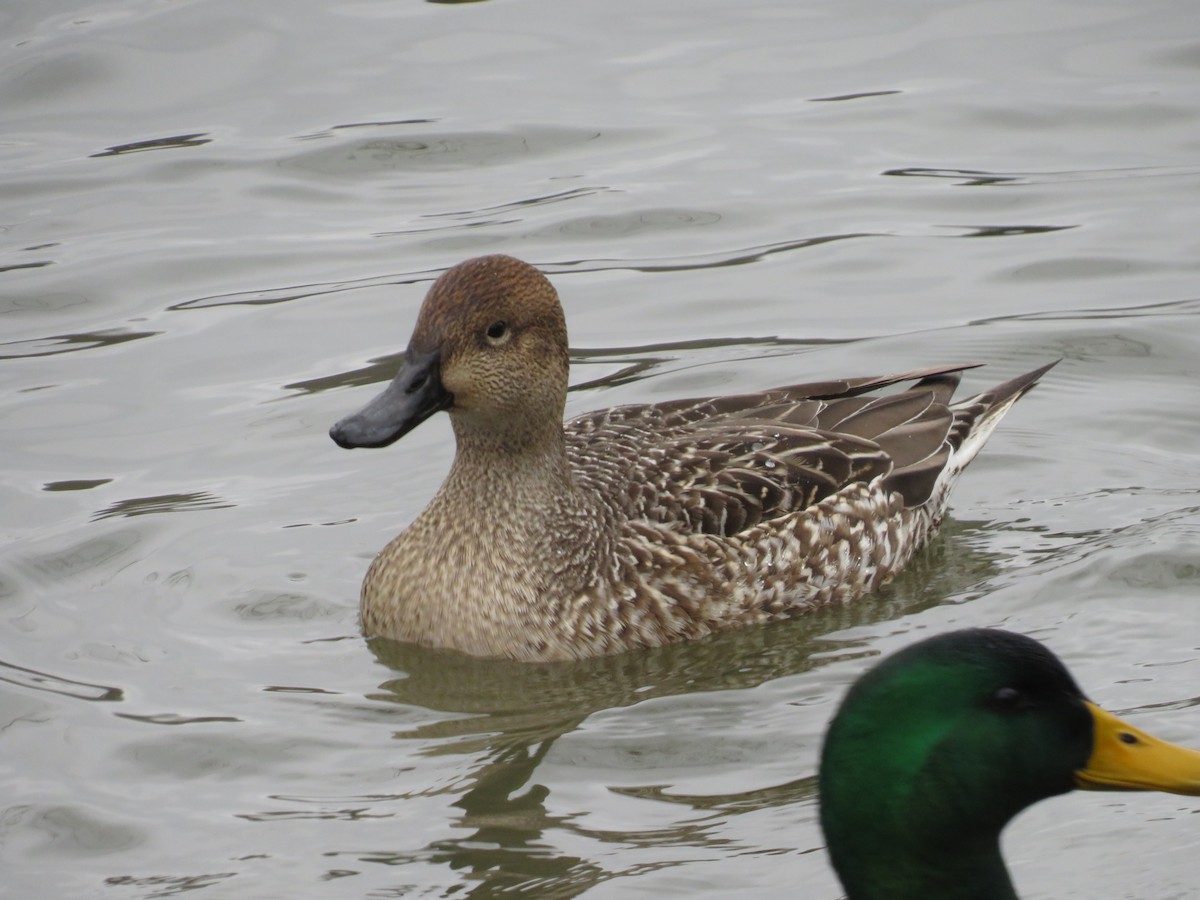Canard pilet - ML643306272