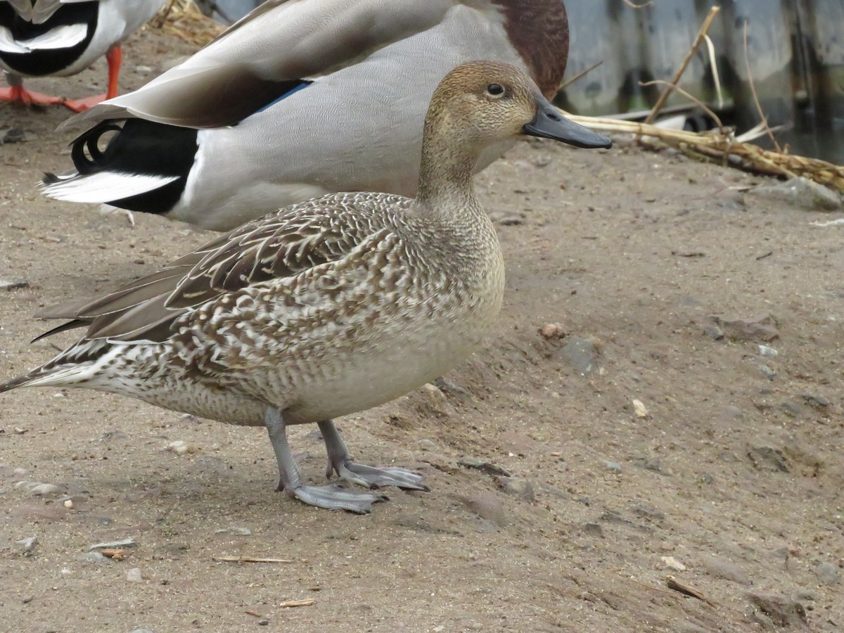 Canard pilet - ML643306273