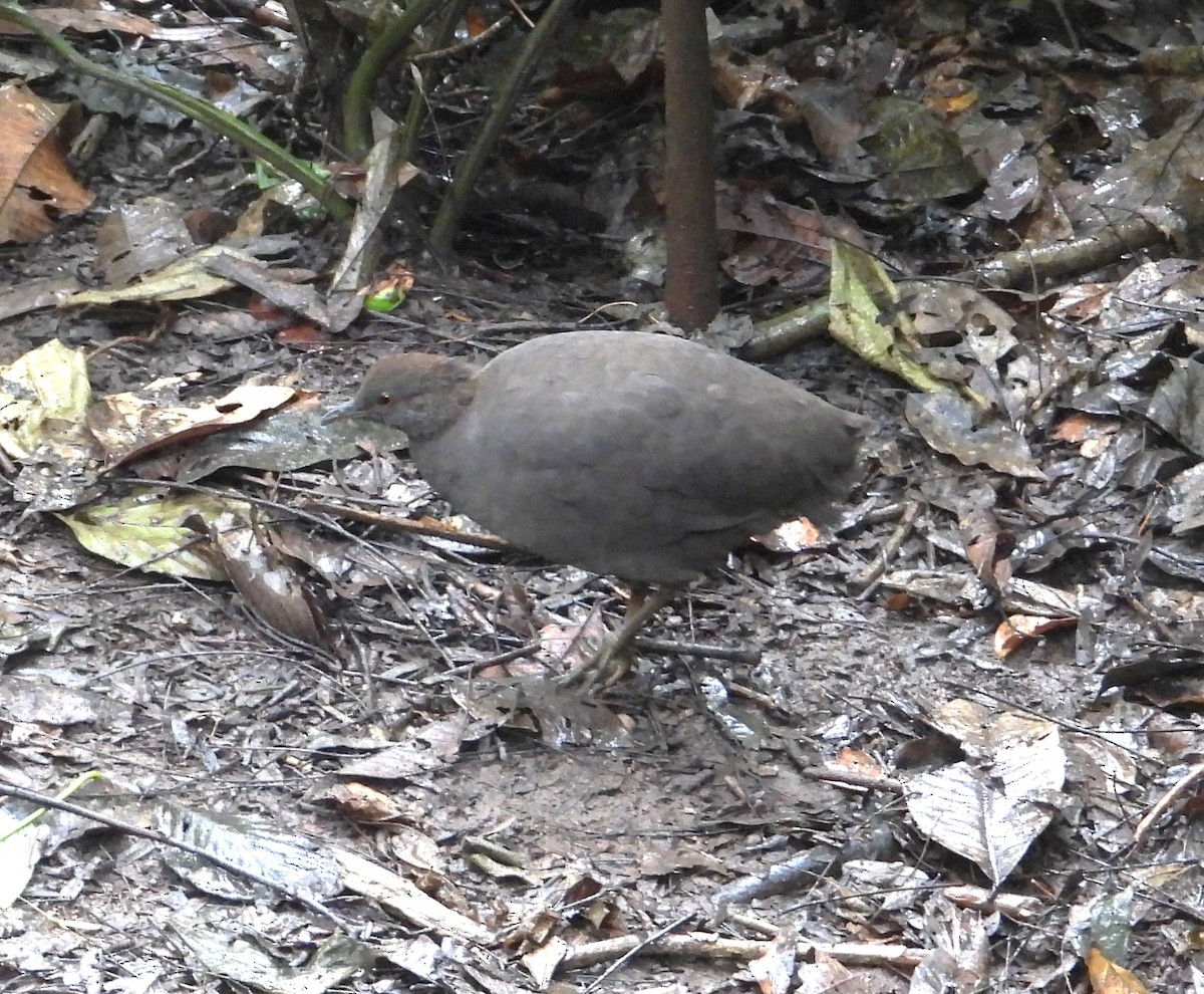 Cinereous Tinamou - ML643306282