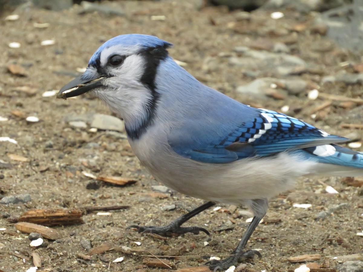 Geai bleu - ML643306283