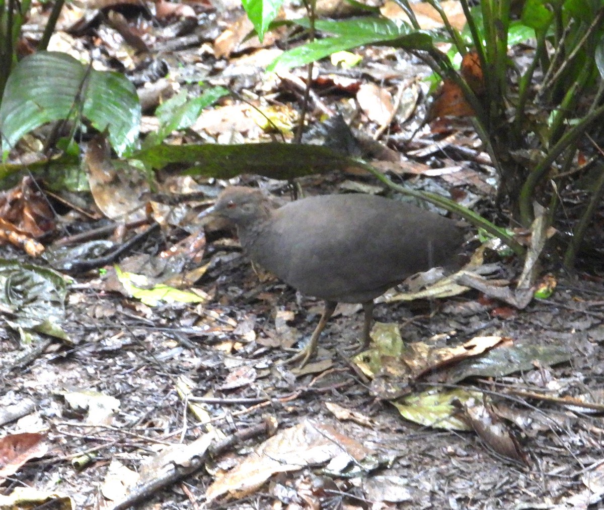 Cinereous Tinamou - ML643306284