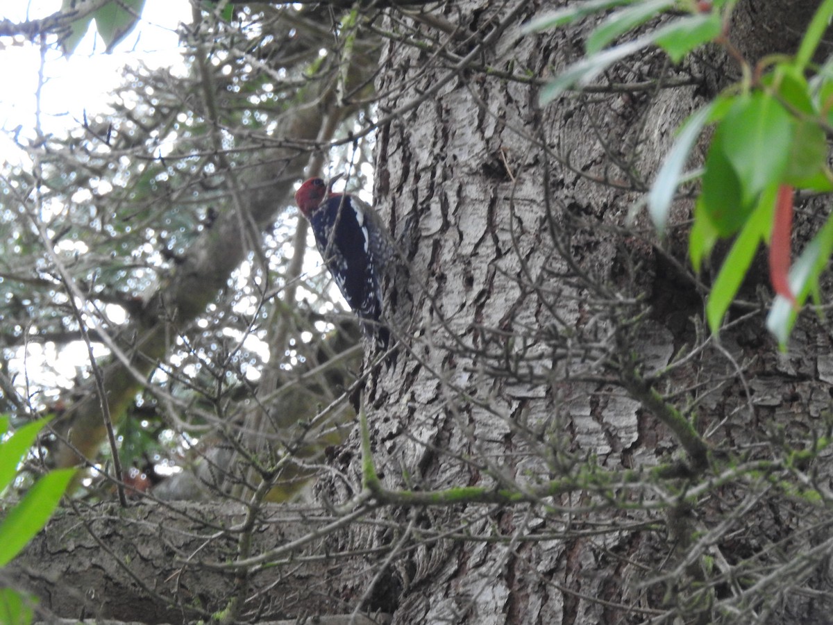 Red-breasted Sapsucker - ML643306289