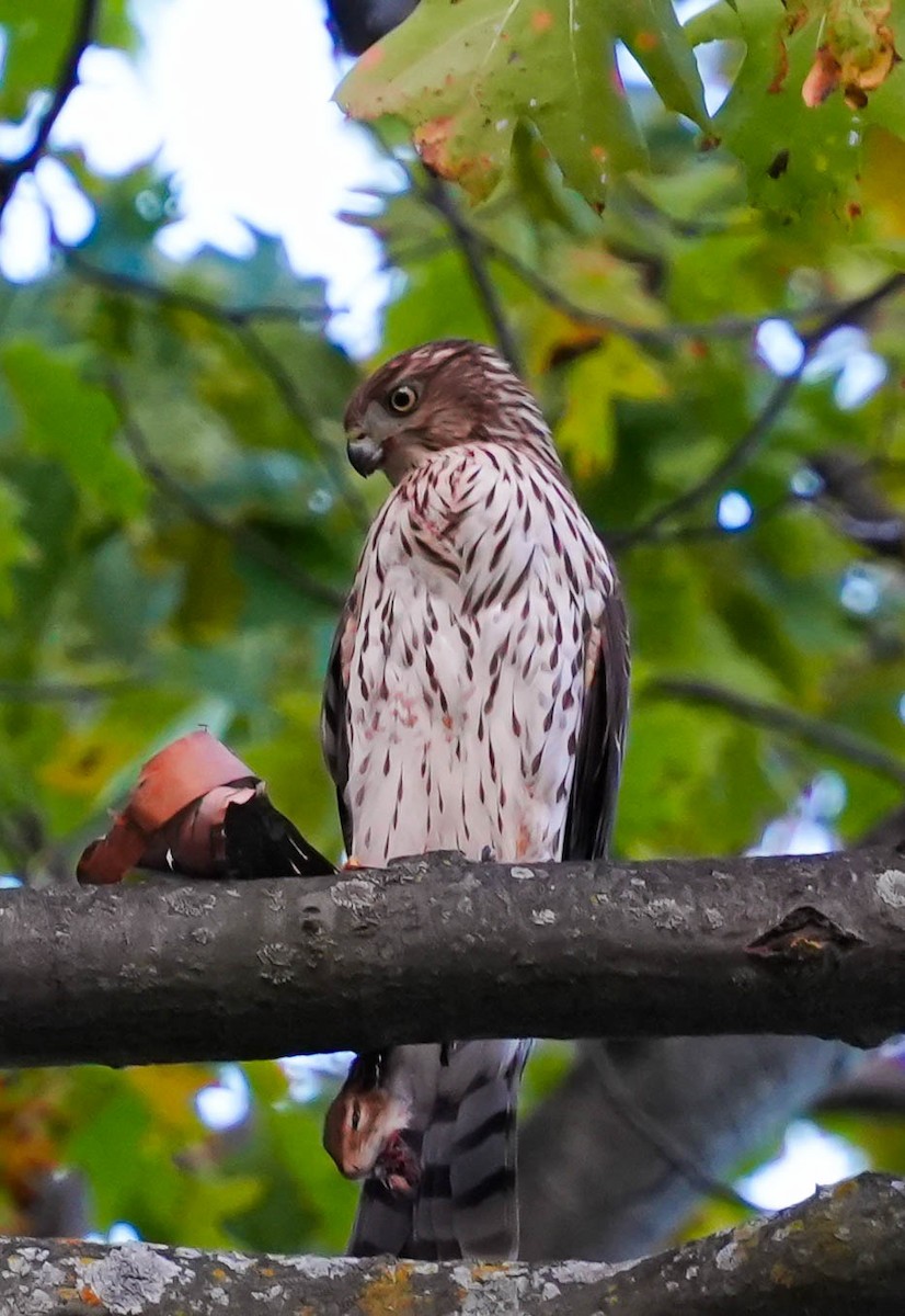 Cooper's Hawk - ML643306293