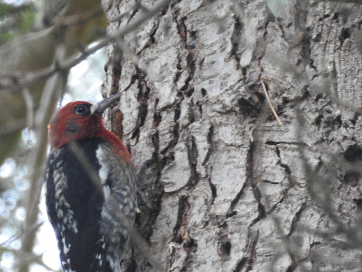 Red-breasted Sapsucker - ML643306305