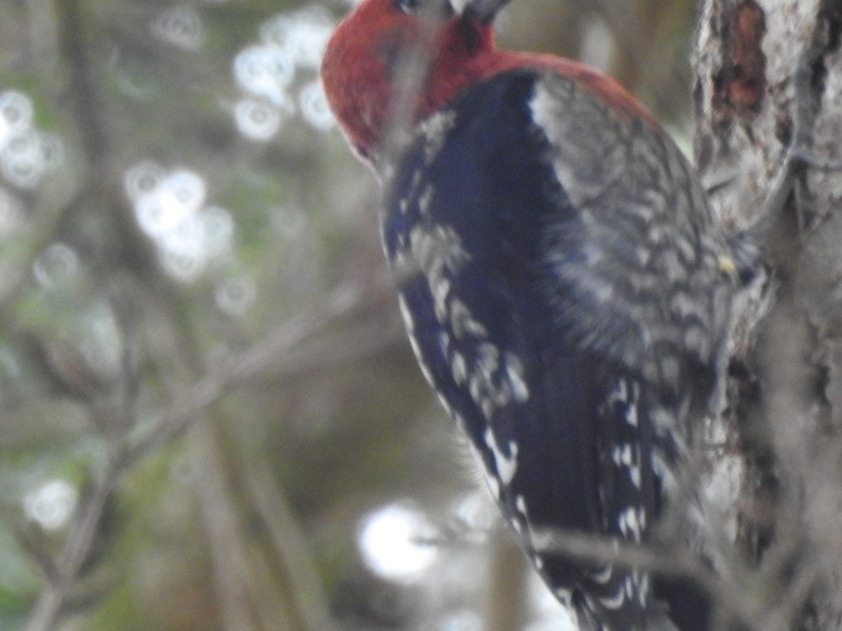 Red-breasted Sapsucker - ML643306310