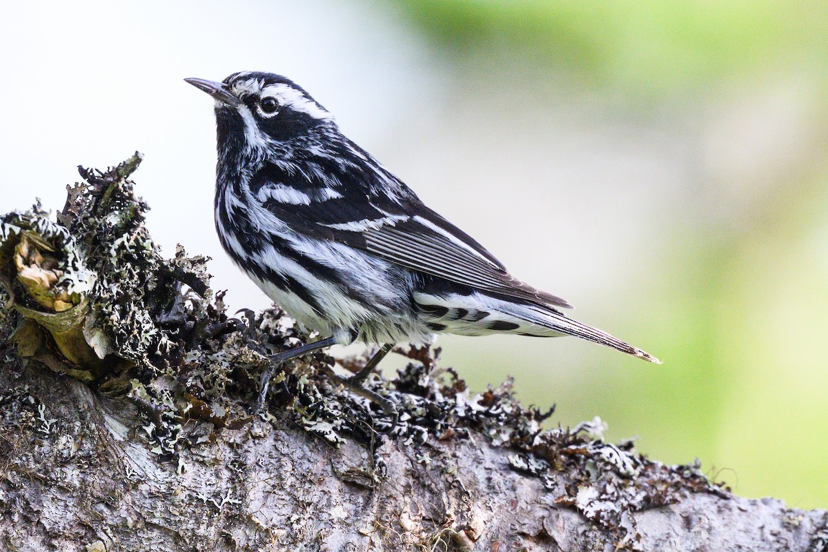 Black-and-white Warbler - ML643306318
