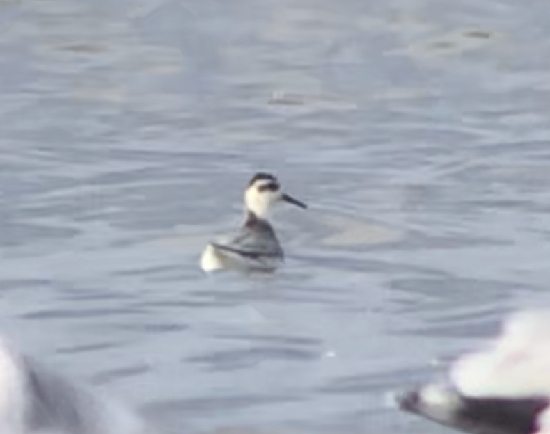 ハイイロヒレアシシギ - ML643306328