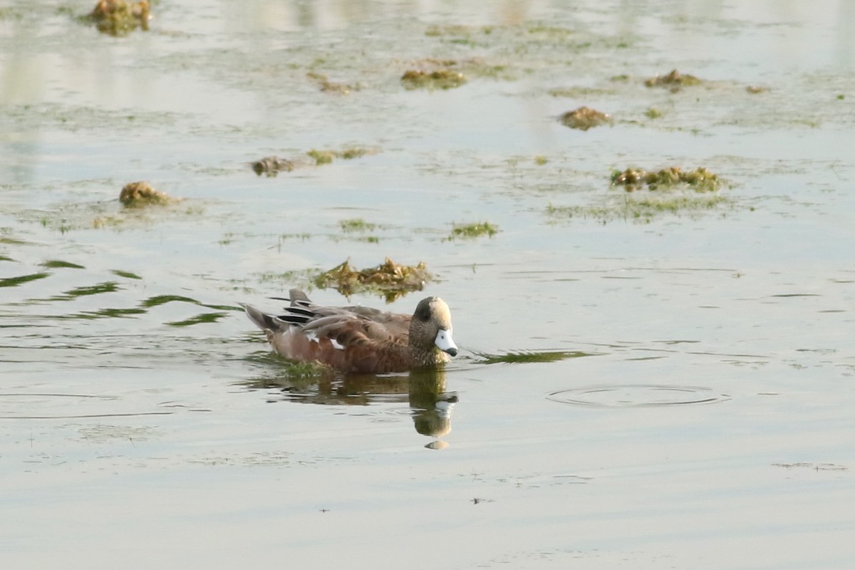American Wigeon - ML643306345