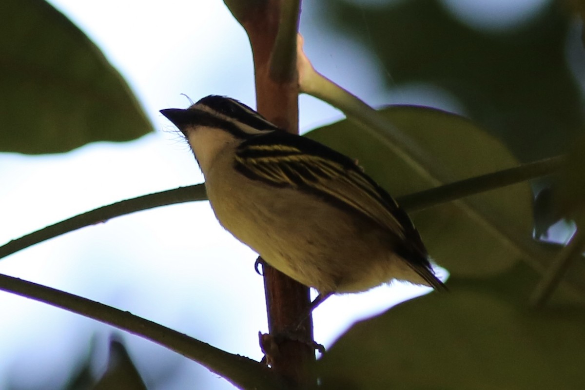 Yellow-rumped Tinkerbird - ML643306346