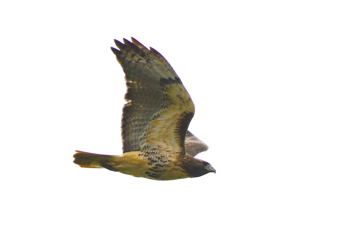 Red-tailed Hawk (abieticola) - ML643306364