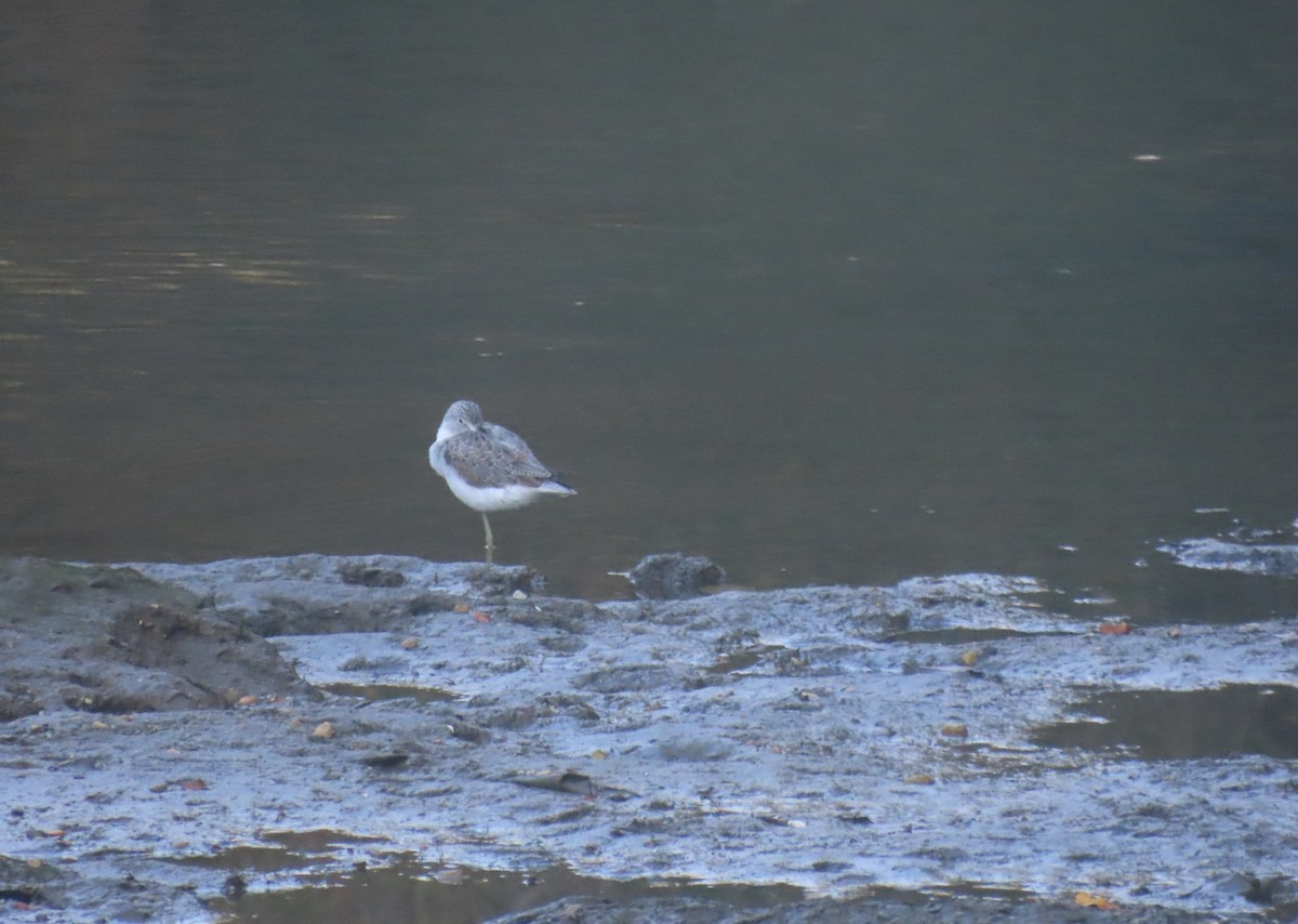 Common Greenshank - ML643306388