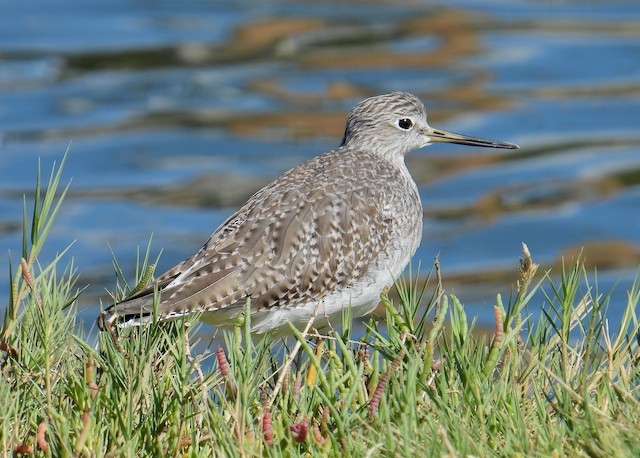 Greater Yellowlegs - ML643306400