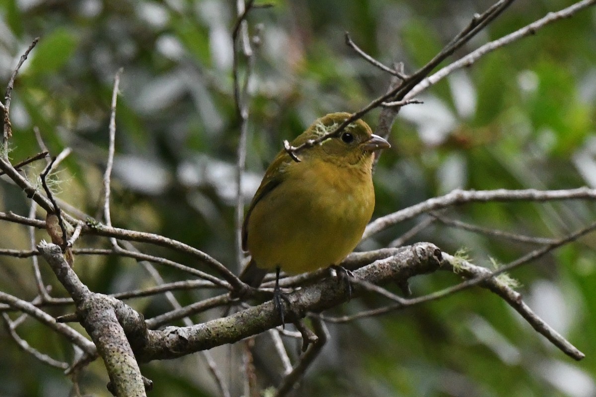 Scarlet Tanager - ML643306405