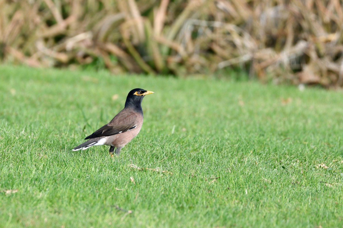 Common Myna - ML643306423