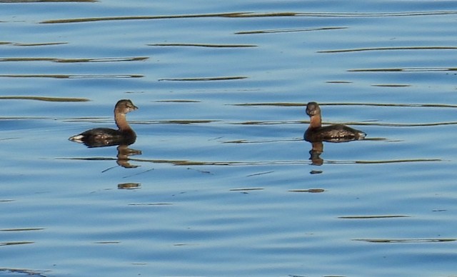 Pied-billed Grebe - ML643306429
