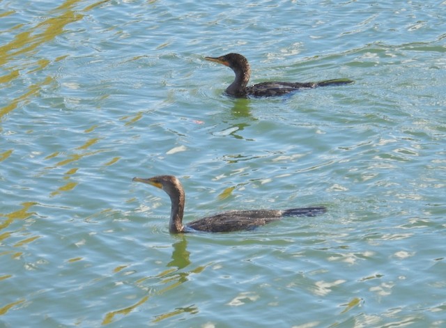 Double-crested Cormorant - ML643306436