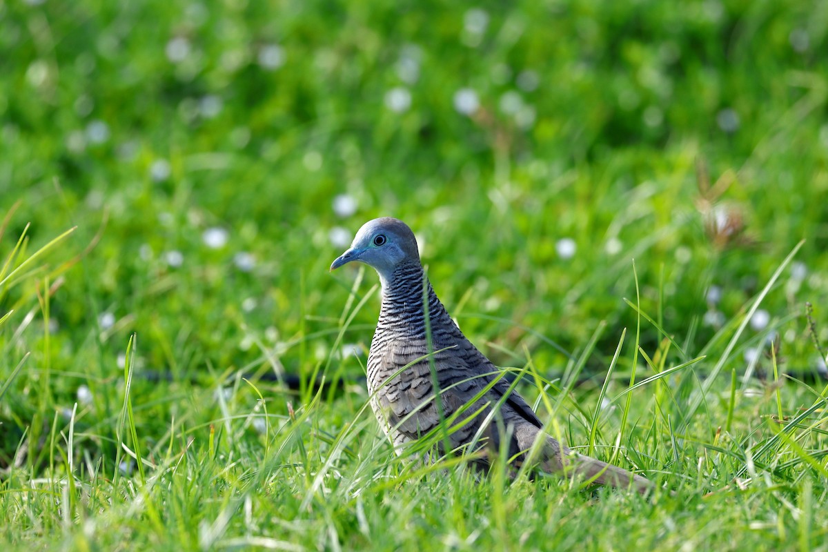 Zebra Dove - ML643306437