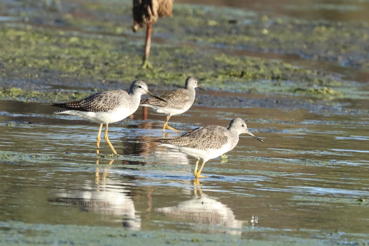 Greater Yellowlegs - ML643306438