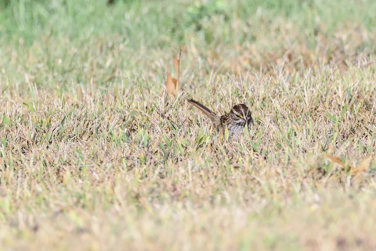 White-throated Sparrow - ML643306447