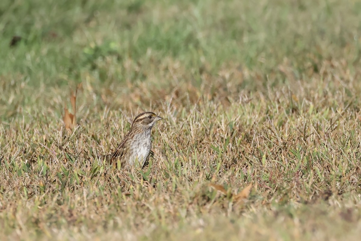 White-throated Sparrow - ML643306448
