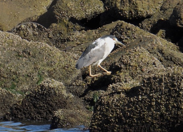 Nitticora - ML643306455