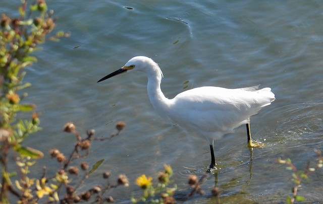 Snowy Egret - ML643306462