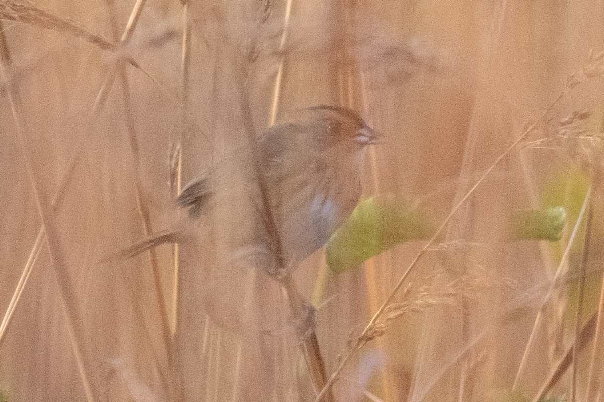 Nelson's Sparrow - ML643306466