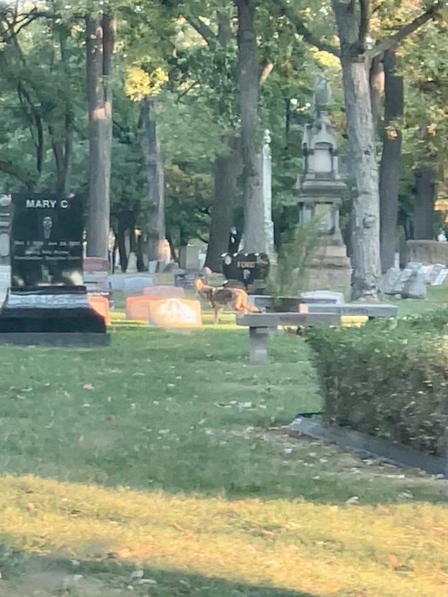 Coyote - ML643306467