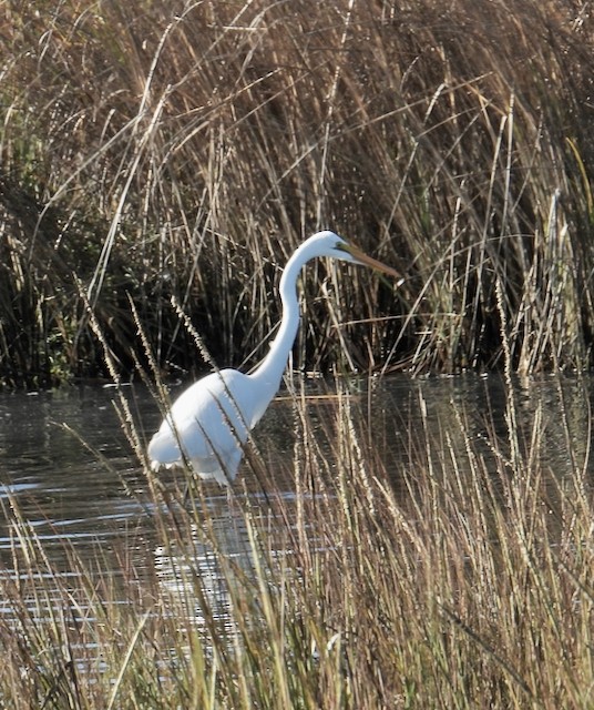 Airone bianco maggiore - ML643306468