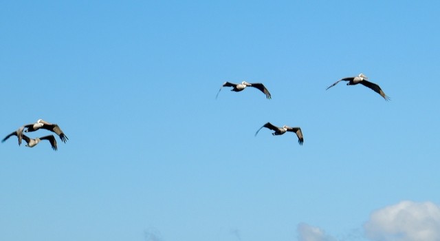 Brown Pelican - ML643306482