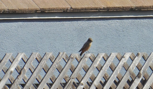 Say's Phoebe - ML643306516