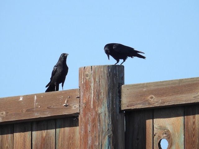 American Crow - ML643306529