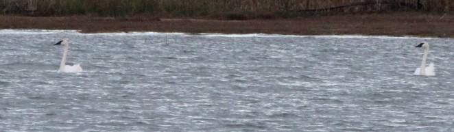 Trumpeter Swan - ML643306541