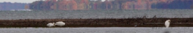 Trumpeter Swan - ML643306542