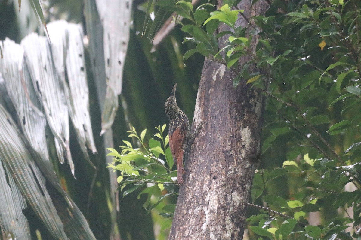 Black-striped Woodcreeper - ML643306546
