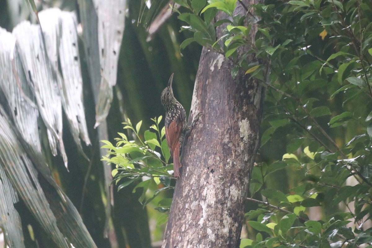 Black-striped Woodcreeper - ML643306547