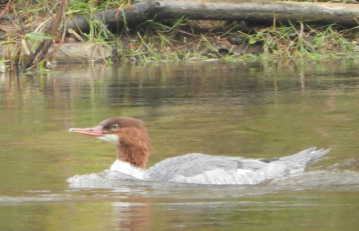 Common Merganser - ML643306565