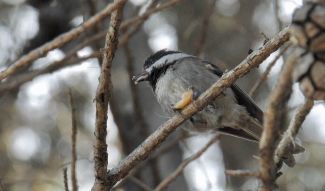 Chestnut-backed Chickadee - ML643306570