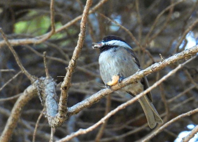Chestnut-backed Chickadee - ML643306571