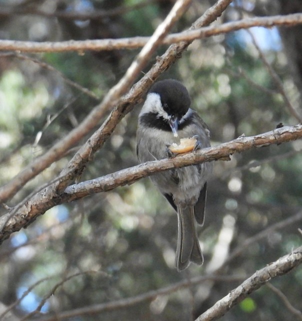 Chestnut-backed Chickadee - ML643306572