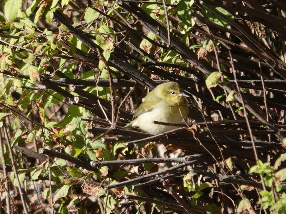 Paruline obscure - ML643306580