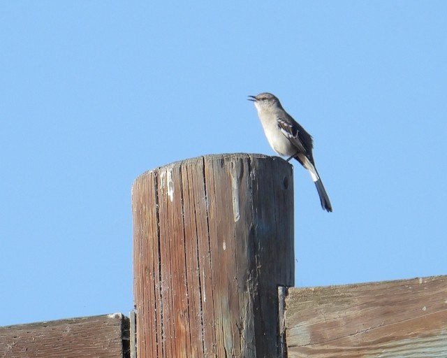 Northern Mockingbird - ML643306586