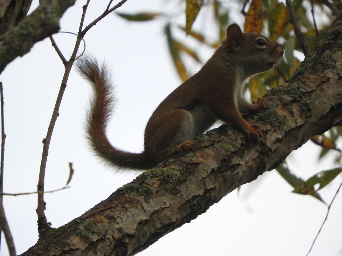 American Red Squirrel - ML643306605