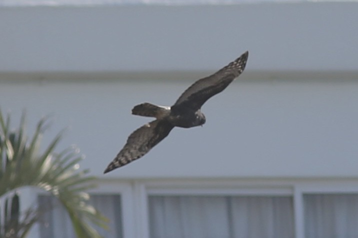 Black Goshawk - ML643306606