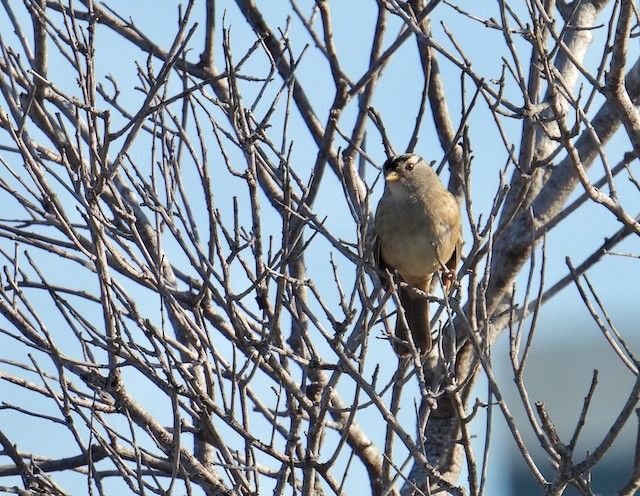 White-crowned Sparrow - ML643306608
