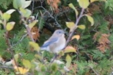 Eastern Bluebird - ML643306621