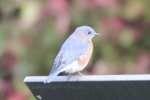 Eastern Bluebird - ML643306622