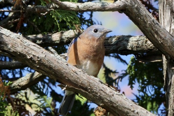 Eastern Bluebird - ML643306623