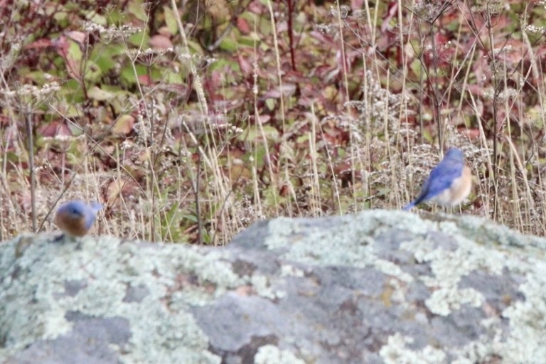 Eastern Bluebird - ML643306624